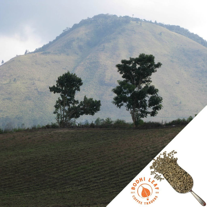 A photo of green coffee beans with a mountainous background, indicating the product is Sumatra Mandheling coffee. There is a logo 'Bodhi Leaf Coffee' in the corner.
