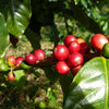 Brazil Super Fine Natural