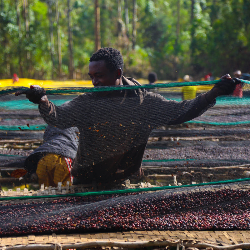 Ethiopia Sidama Mirado Gr4 Natural