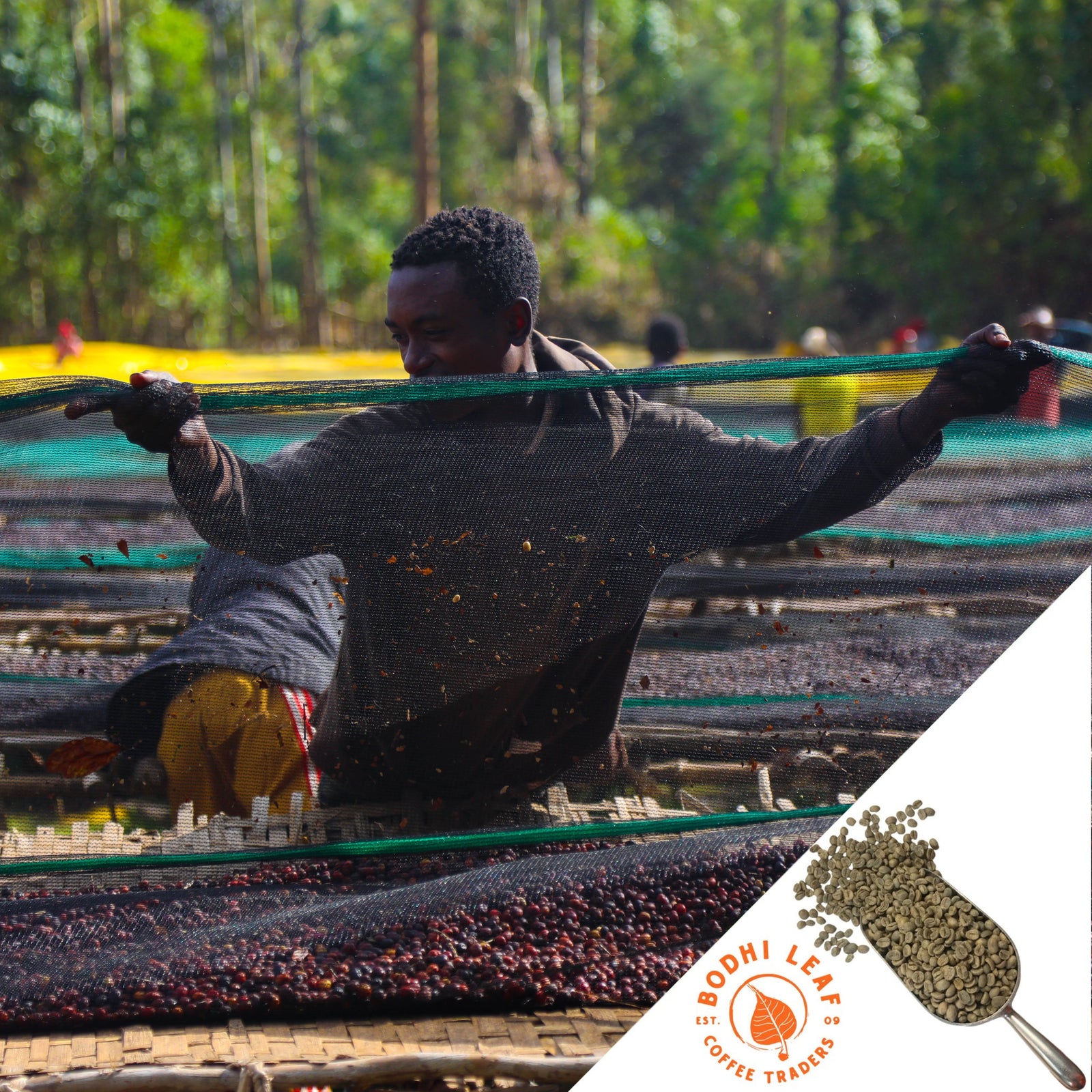A person sorting coffee beans on raised beds with a logo and additional product information visible in the corner.
