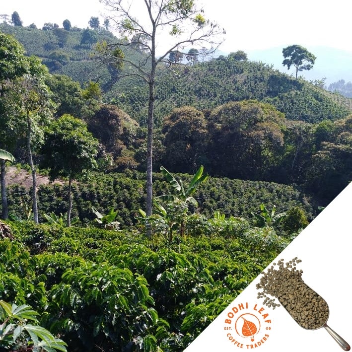 green coffee trees in foreground, with hills in background that has rows of coffee trees and other various green trees mixed in.