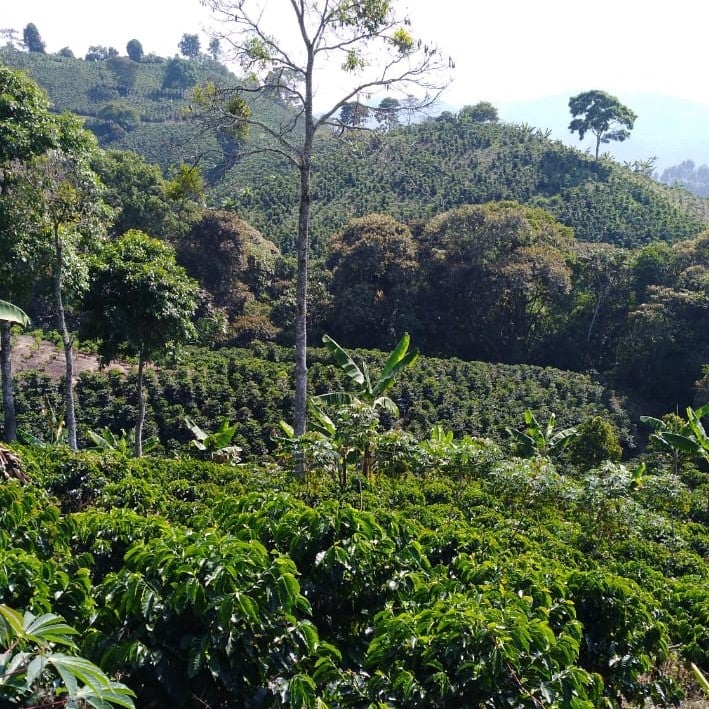 green coffee trees in foreground, with hills in background that has rows of coffee trees and other various green trees mixed in.