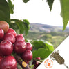 Cluster of red coffee cherries in foreground with blurred background of green hills in the horizon