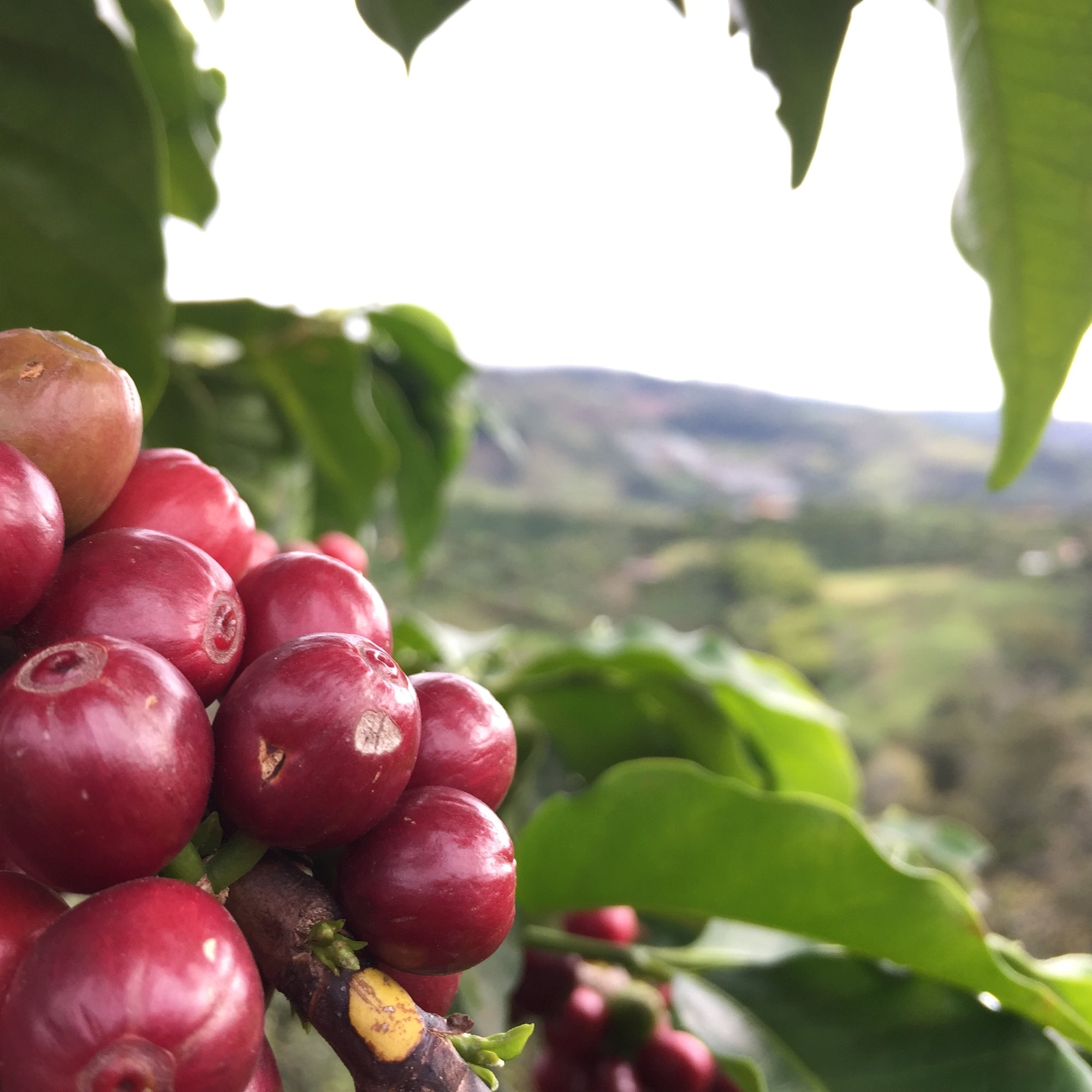 Cluster of red coffee cherries in foreground with blurred background of green hills in the horizon