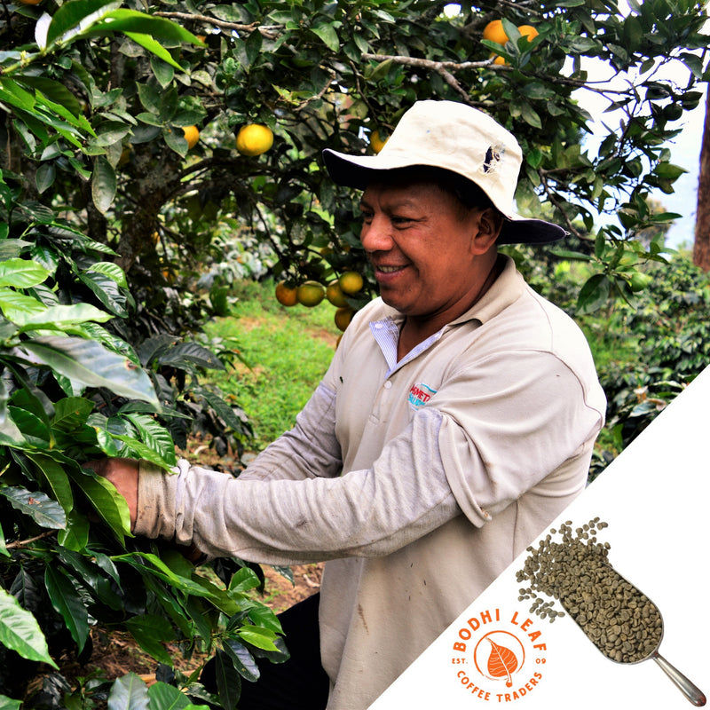 Colombia Excelso EA Decaf - Green