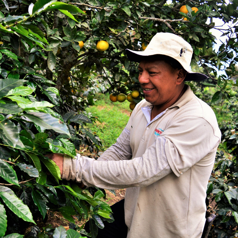 Colombia Excelso EA Decaf