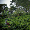 Coffee picker holding a basket standing amongst a hillside of green coffee shrubs