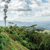 Mexico Chiapas Organic