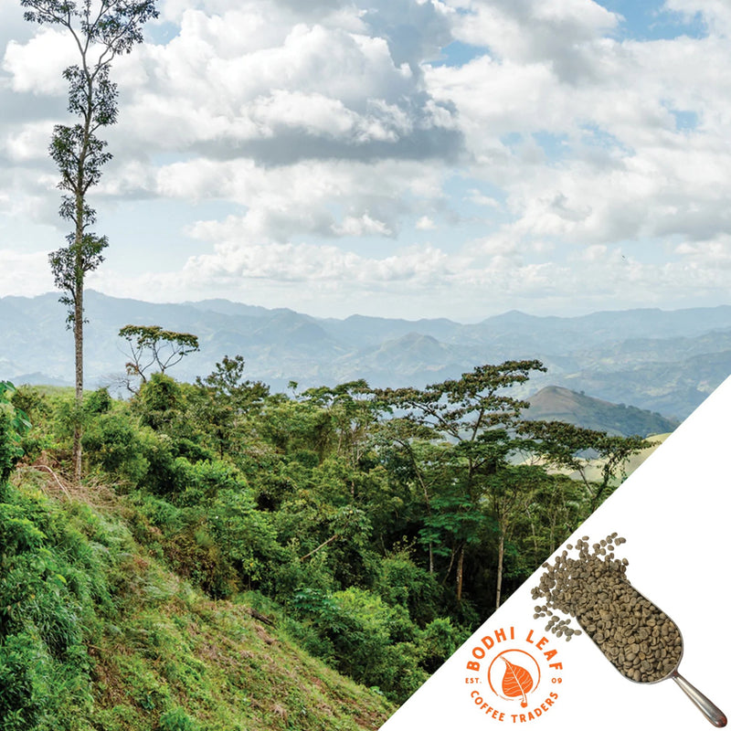 Mexico Chiapas Organic - Green