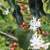 Ripe coffee cherry tree with white flowers