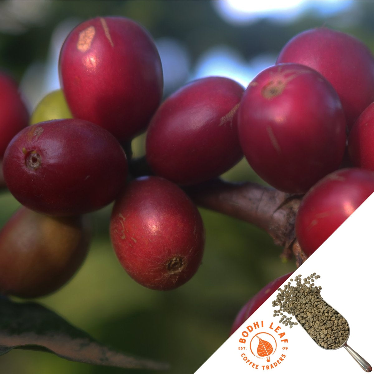 Close up of bright, red, ripe coffee cherries on branch.