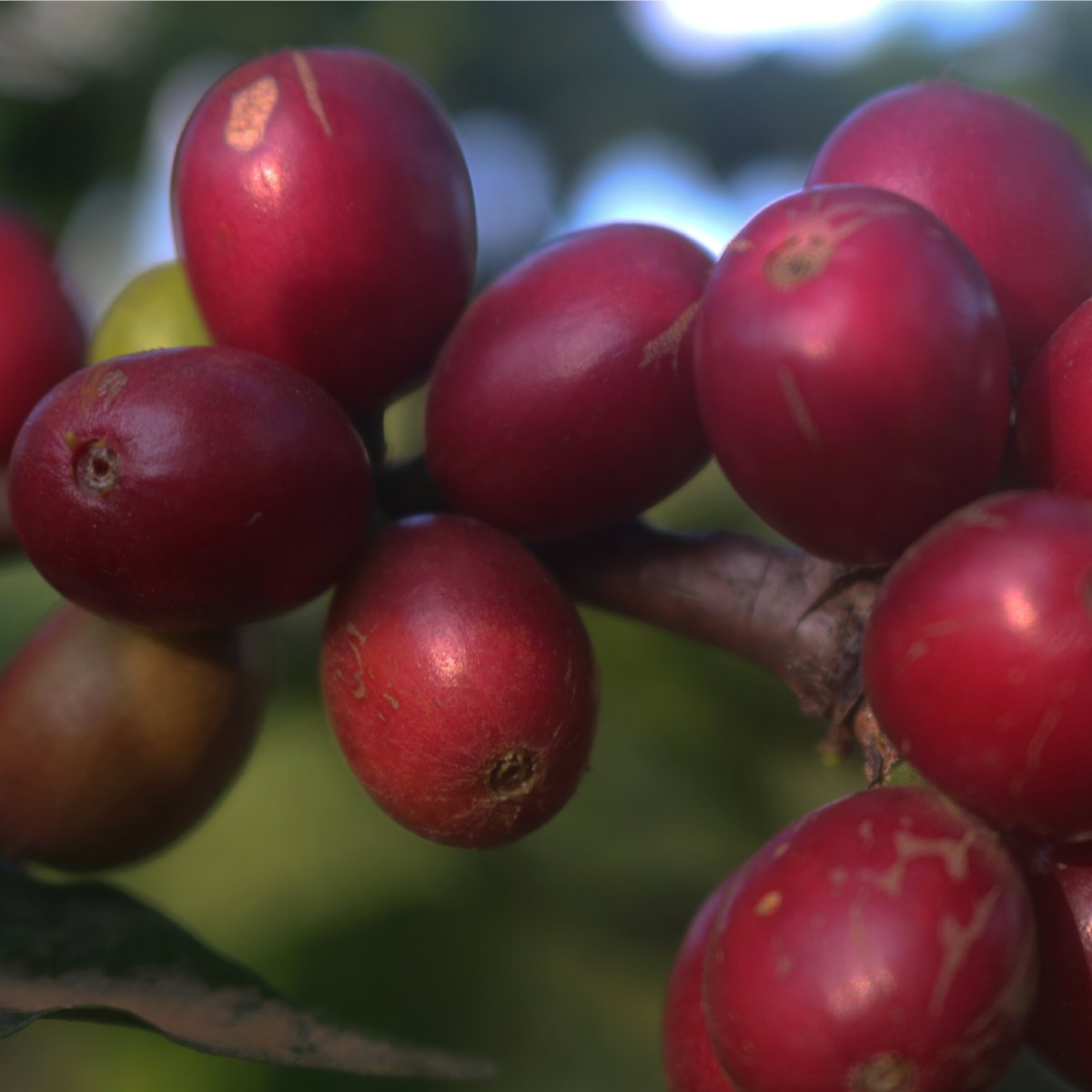 Close up of bright red ripe coffee cherries. attached to branch.