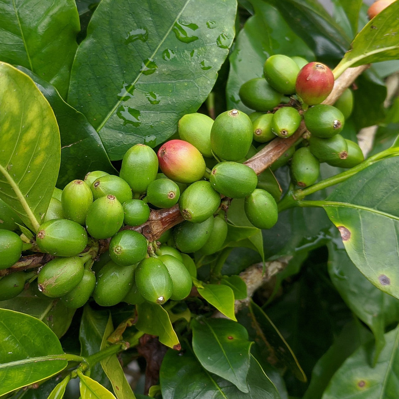 Green coffee cherries
