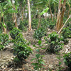 Colombia Excelso Decaf Bodhi Leaf Coffee Traders