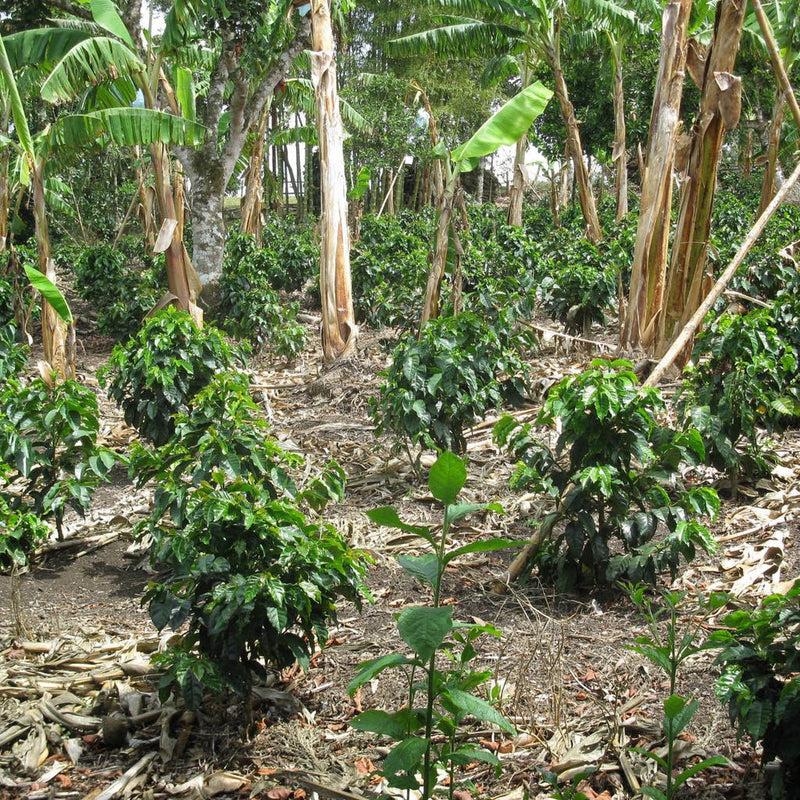 Colombia Excelso Decaf