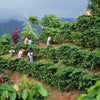 Women working on the hillside of a coffee farm picking coffee cherries filling their baskets