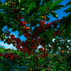Coffee cherry tree with blue sky