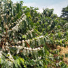 picture of coffee trees covered in white blooms and green leaves