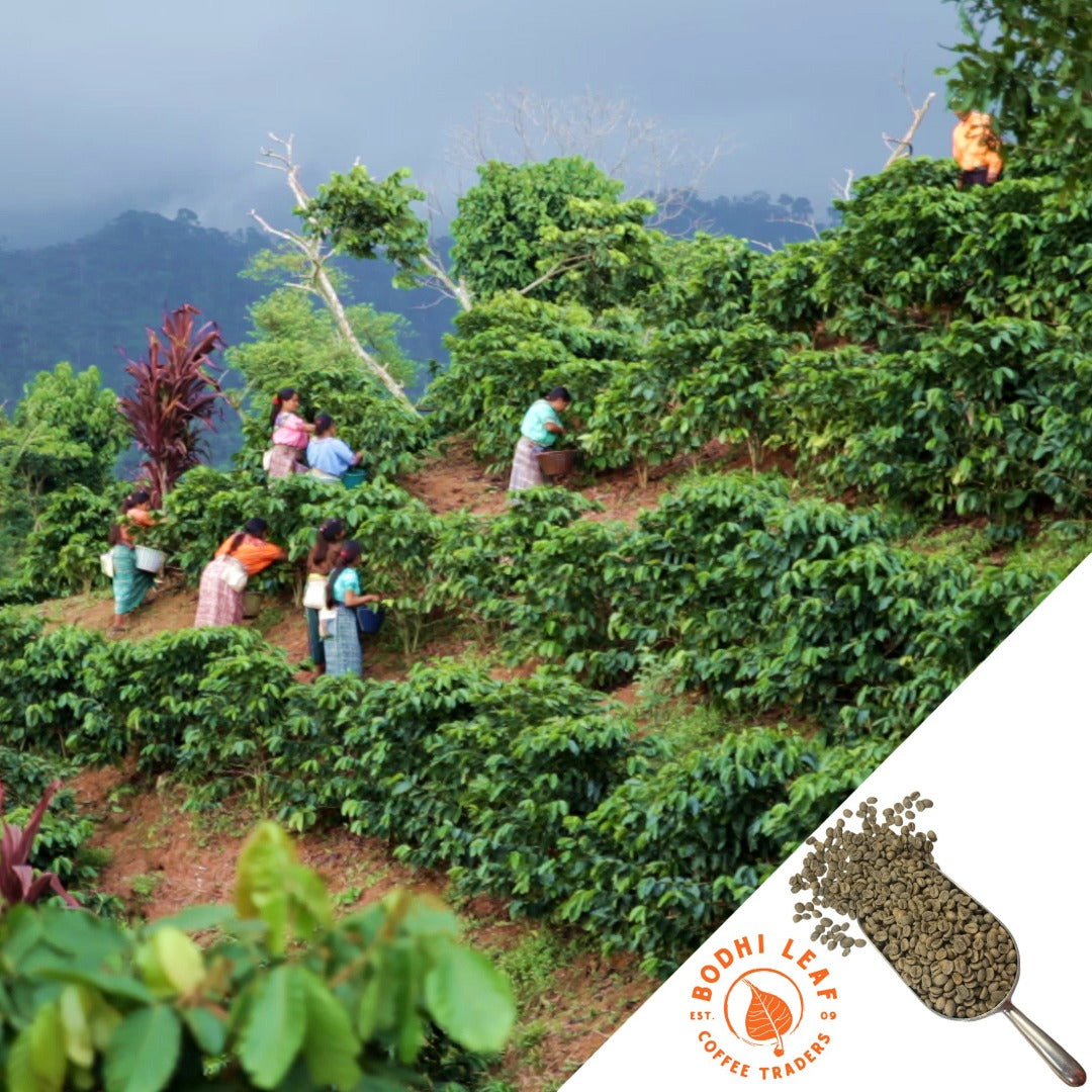 Women working on the hillside of a coffee farm picking coffee cherries filling their baskets