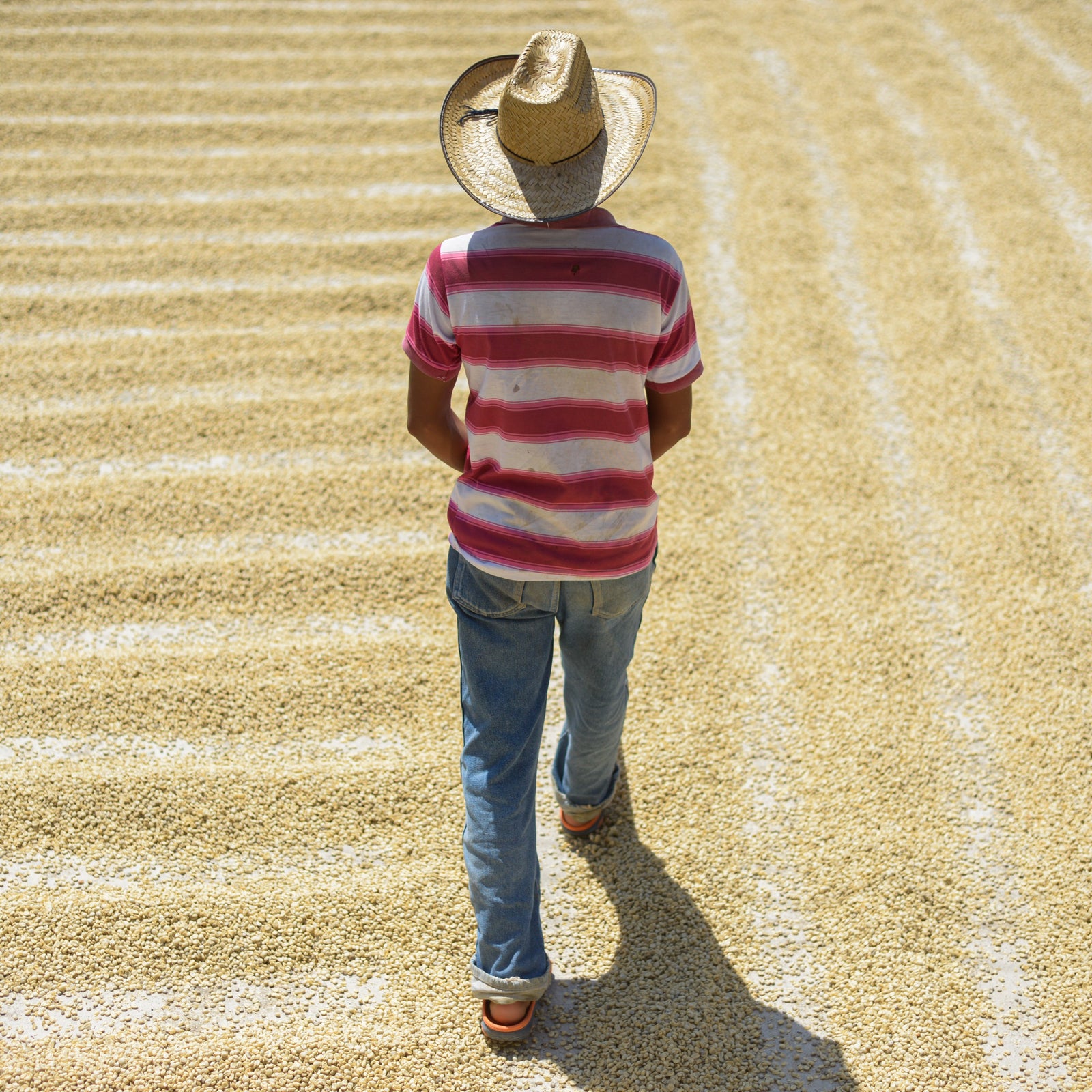 A person walking on a dry, coffee-planted field with a striped shirt and a wide-brimmed hat.