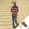 Guatemala Candelaria Select - Green