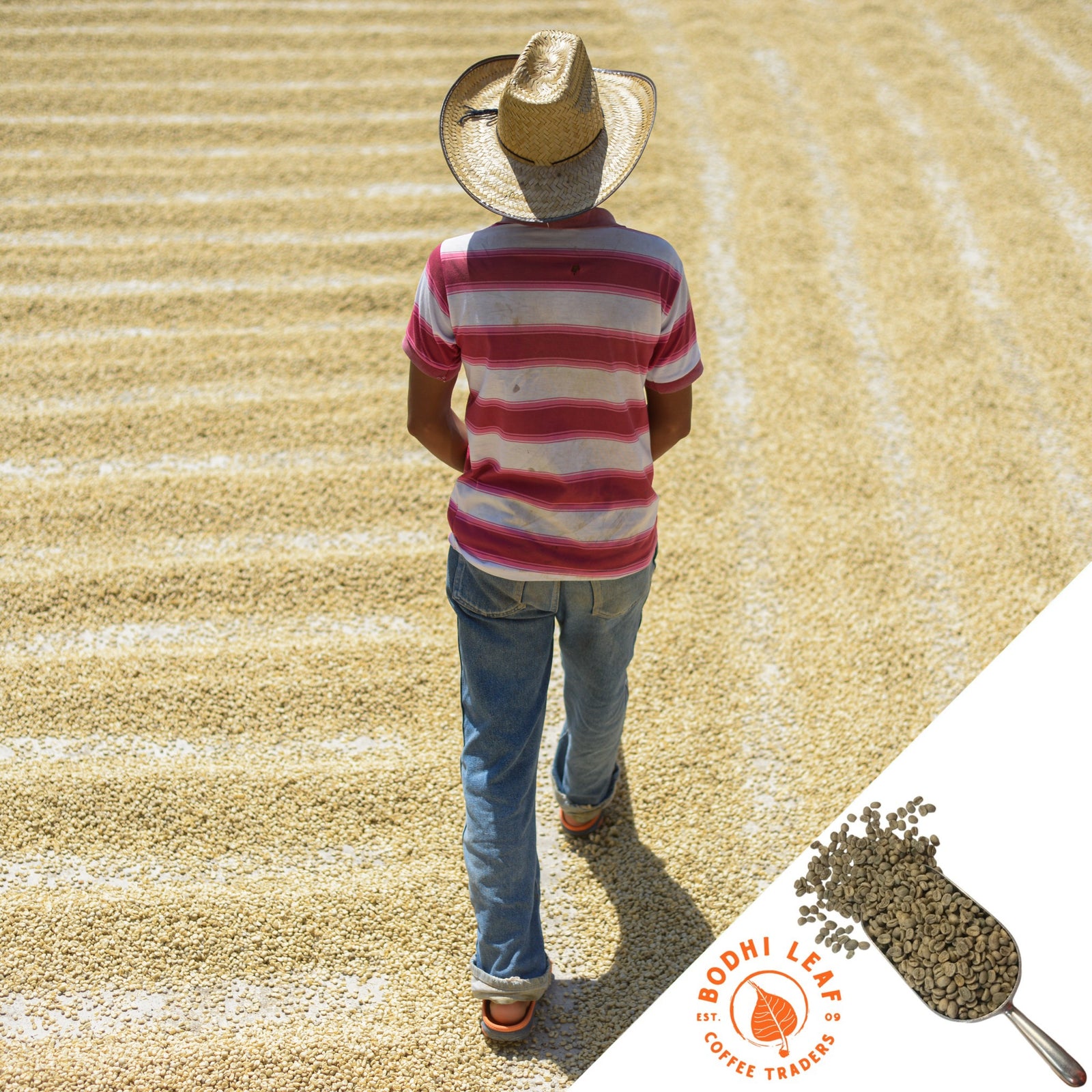 Guatemala Candelaria Select - Green