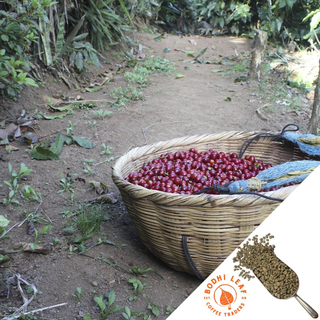 Basket filled with deep red coffee cherries