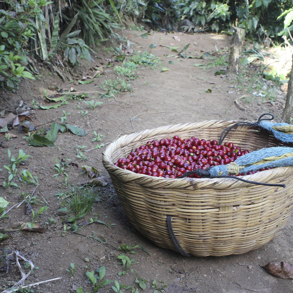 Basket filled with deep red coffee cherries