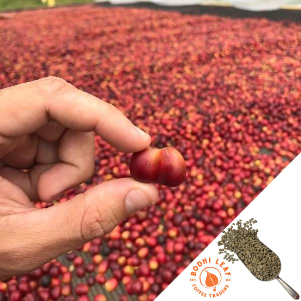 Brazil Ipe Natural - Green-Bodhi Leaf Coffee Traders