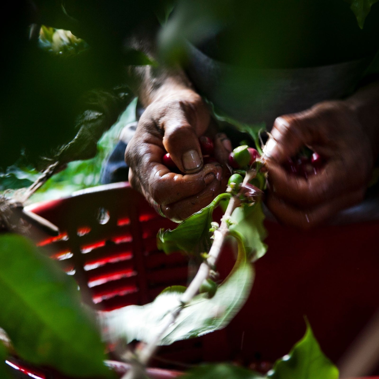 Costa Rica Sonora Caturra Natural