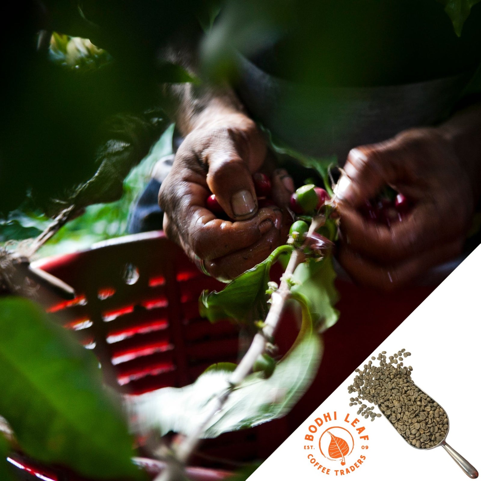 Costa Rica Sonora Caturra Natural - Green