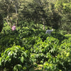Two people in the midst of a coffee farm with various other green trees mixed in.
