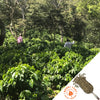 Two people in the midst of a coffee farm with various other green trees mixed in.