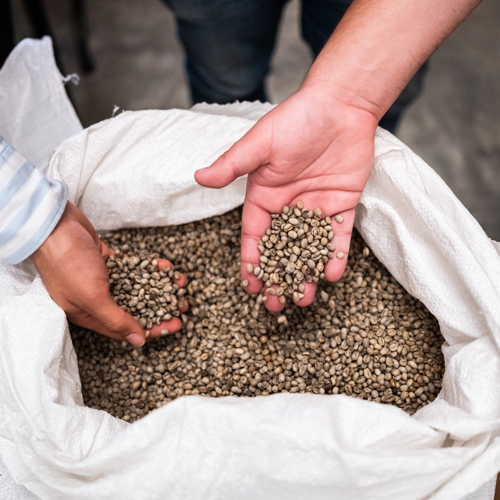 Large white bag filled with green coffee beans and two hands scooping out a handful of green coffee beans to display