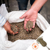 Large white bag filled with green coffee beans and two hands scooping out a handful of green coffee beans to display