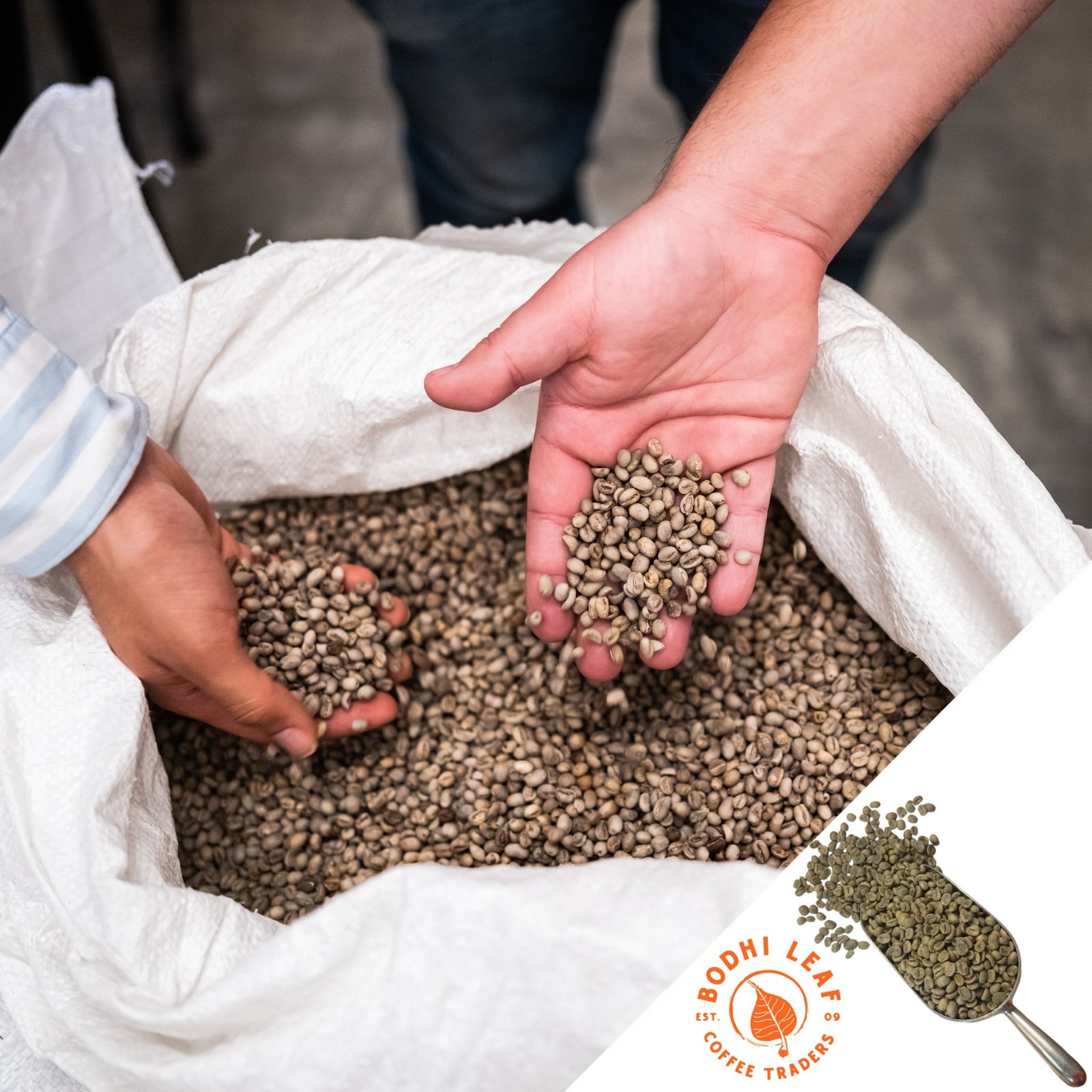 Large white bag filled with green coffee beans and two hands scooping out a handful of green coffee beans to display