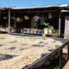 coffee cherries spread out and drying in the sun. Building in the background  with open porch lined with different color pots and plants with flowers.