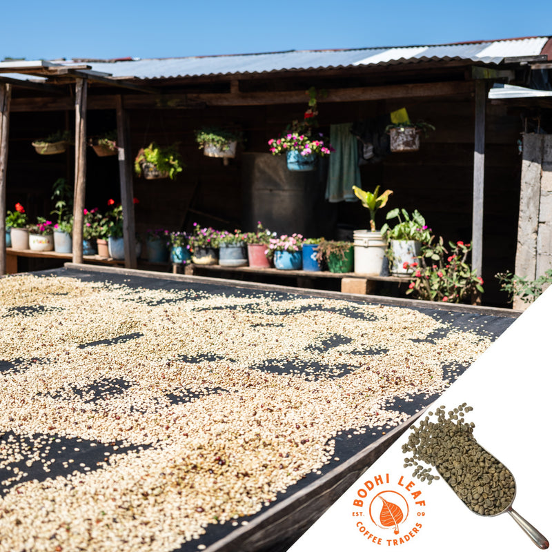 coffee cherries spread out and drying in the sun. Building in the background with open porch lined with different color pots and plants with flowers.