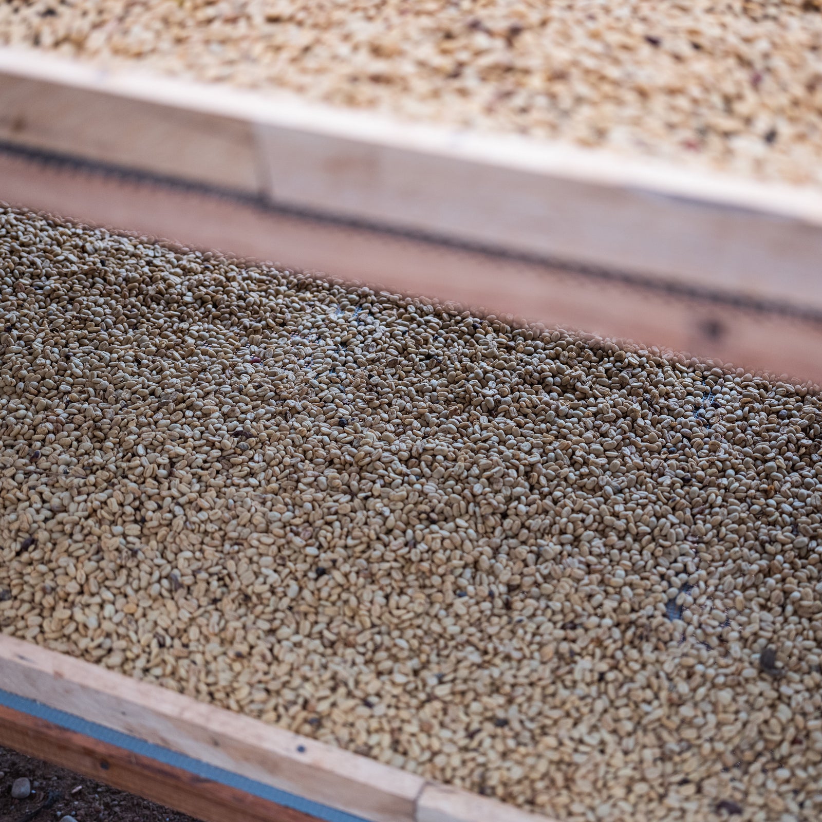 A close-up of dried coffee beans inside a wooden structure.