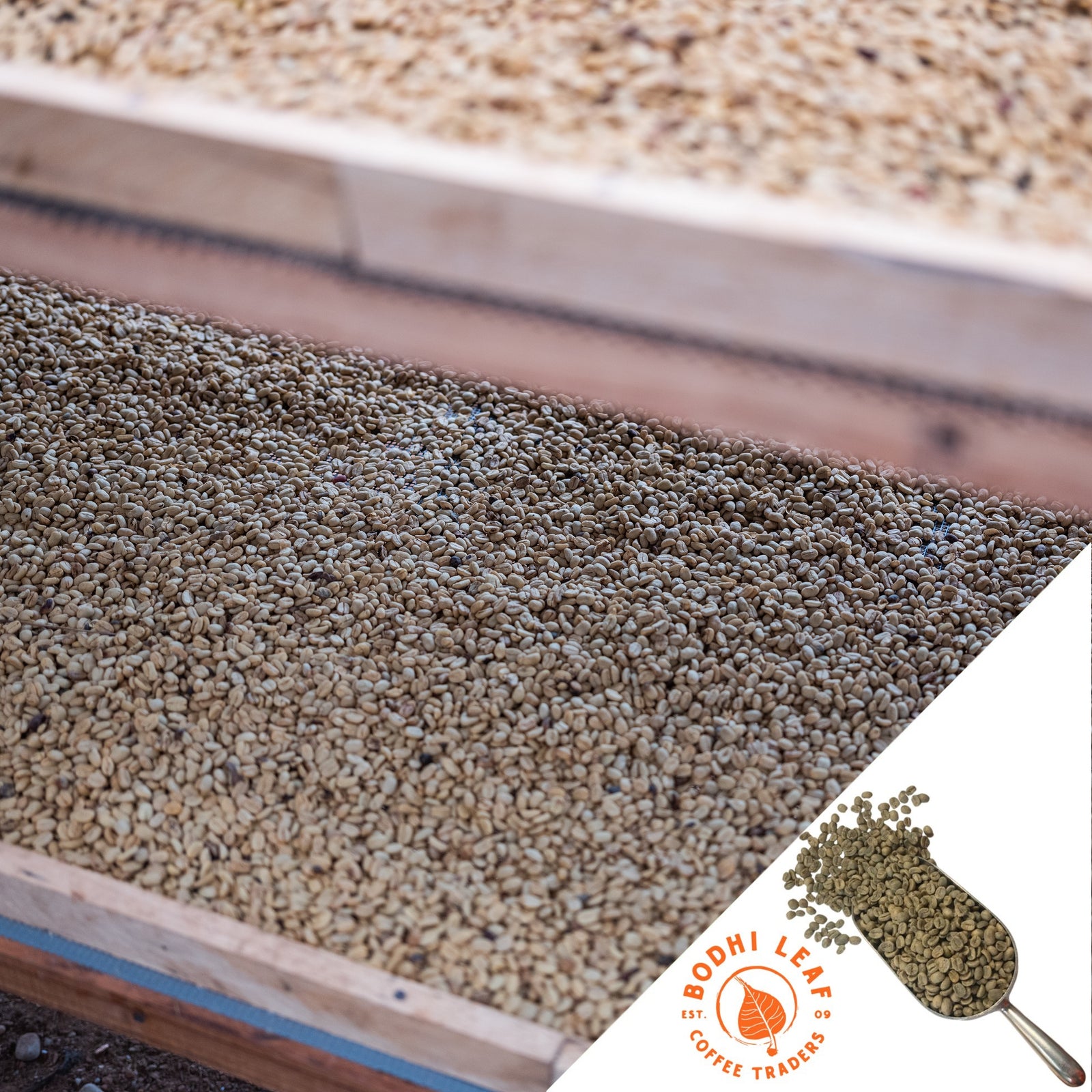 A close-up of dried coffee beans inside a wooden structure, with a logo of 'Bodhi Leaf Coffee' visible in the corner.