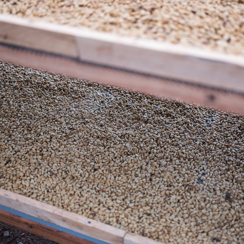 A close-up of dried coffee beans inside a wooden structure.