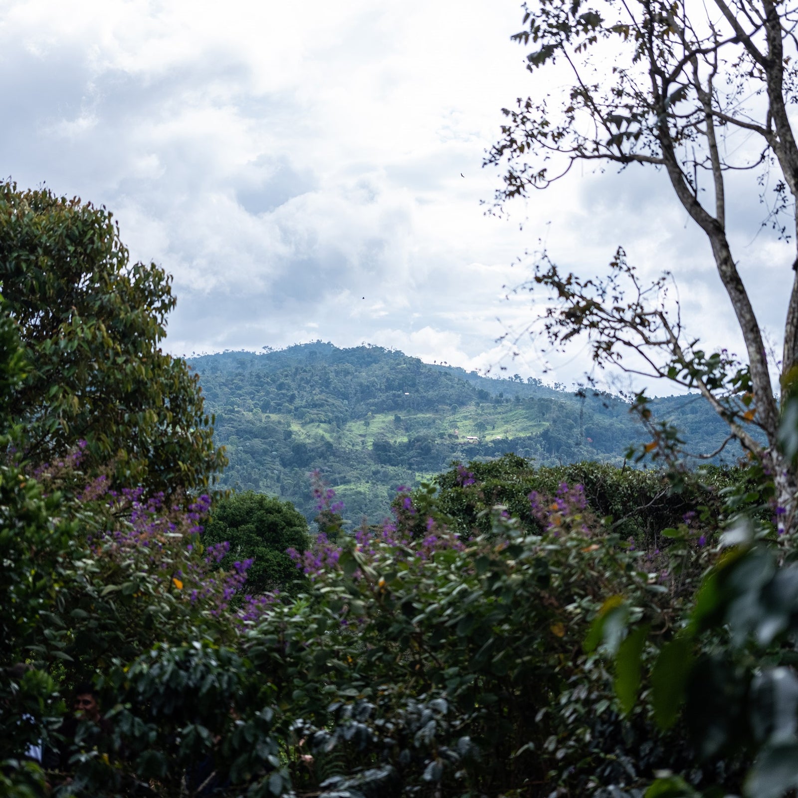 In the foreground green bushes with purple flowers, tree on right hand side with some leaves. Green mountain in the background with trees and shrubs. Cloudy skies.