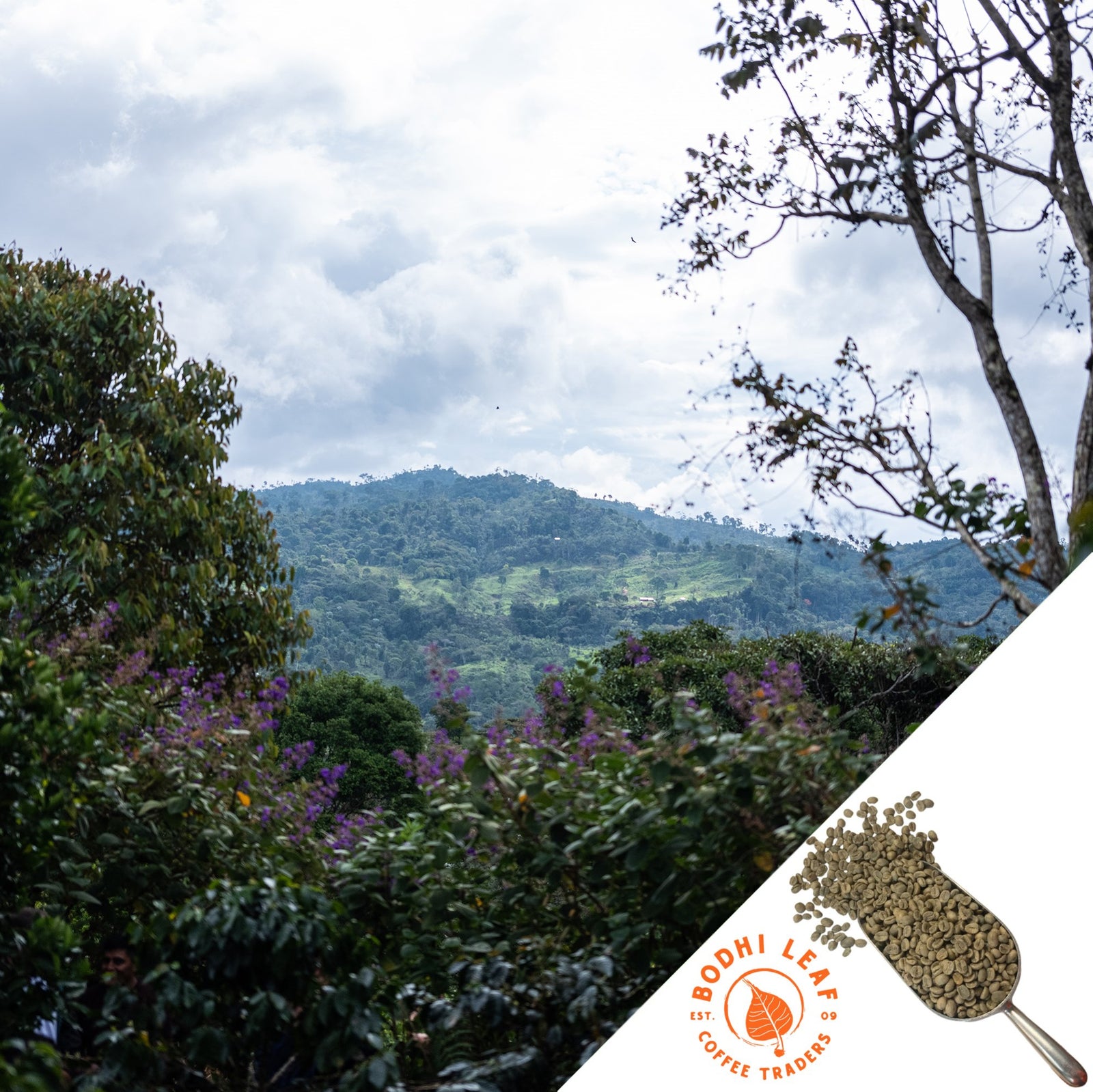 In the foreground green bushes with purple flowers, tree on right hand side with some leaves. Green mountain in the background with trees and shrubs. Cloudy skies.