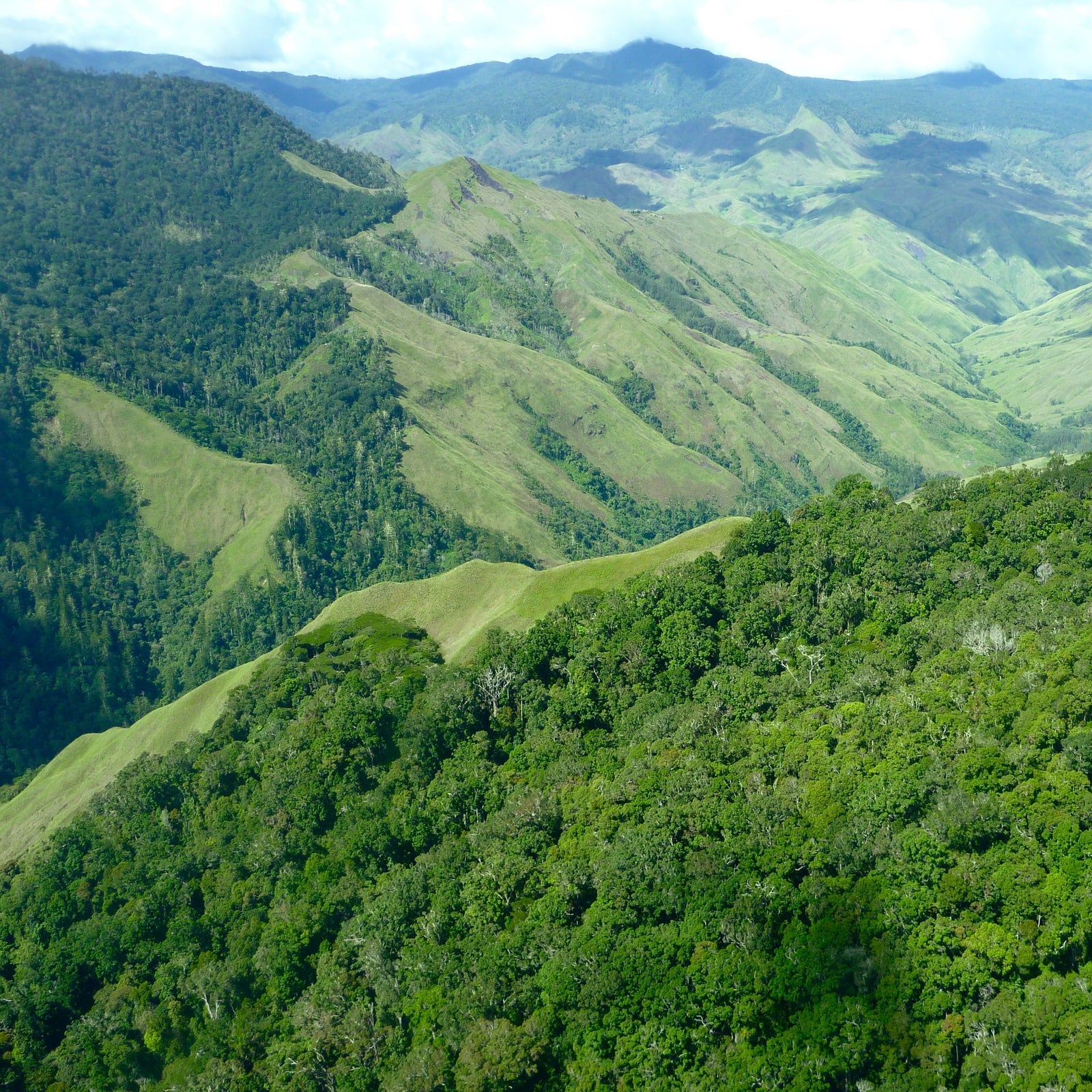 Gorgeous green mountains and terrain filled with various tree varieties and shrubs.
