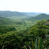 Tanzania Korongo Peaberry Washed
