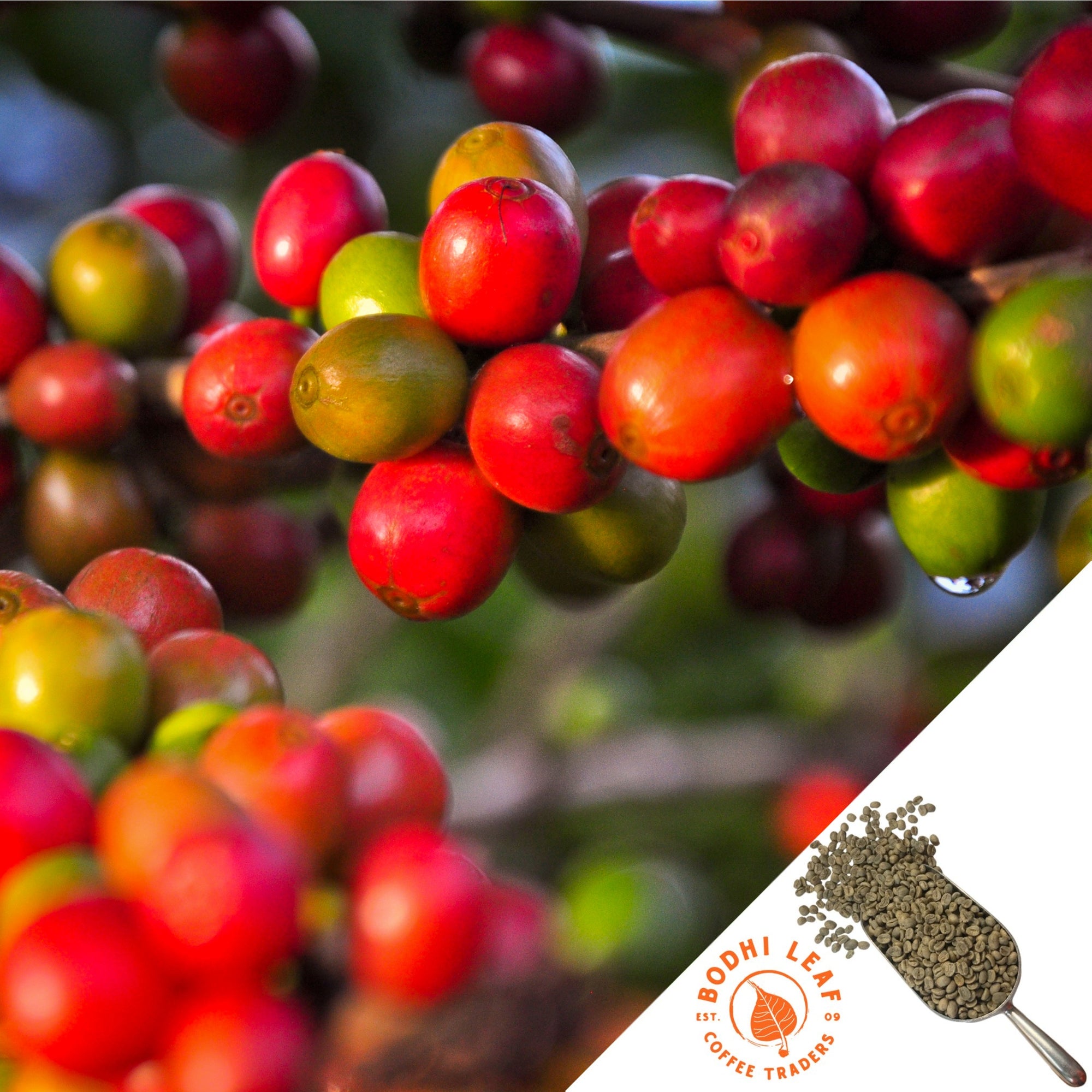 Close up of bright red coffee cherries