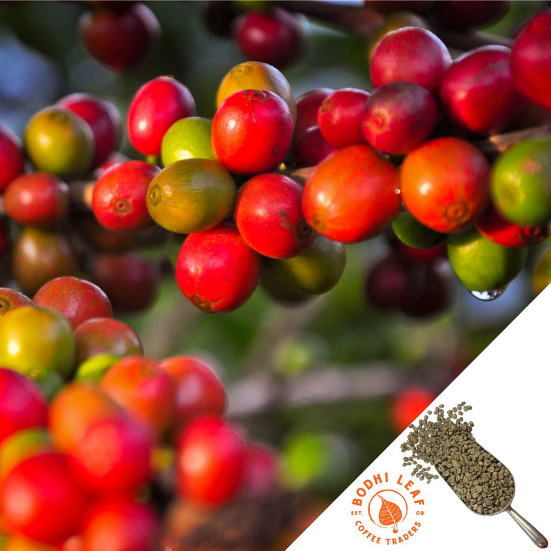 Close up of bright red coffee cherries